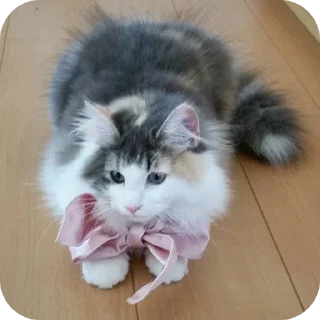 Telegram sticker 🐱 Комару @Hamster_Criminal_Komar :: @fStikBot