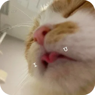 Telegram sticker 🐱 𝖣𝗐┊𝗇σвιтαㅤㅤ( @stickers_yt )