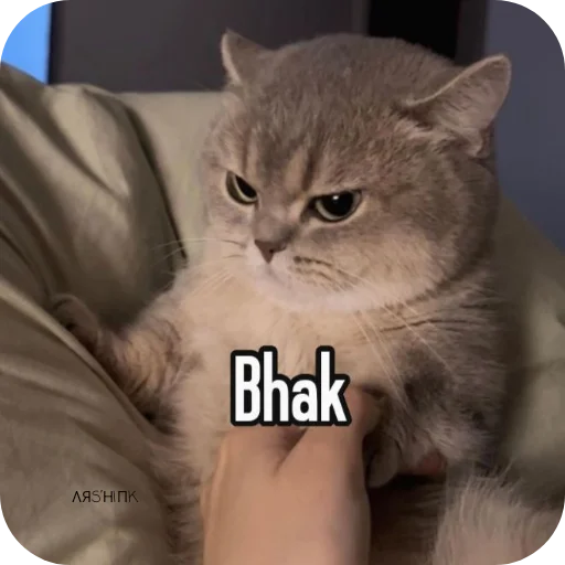 Telegram sticker 🐱 @Arshink_ot7 Shines hard...!!