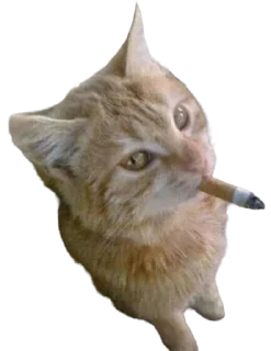 Телеграм стикер 🌟 KidsGraça :: @fStikBot