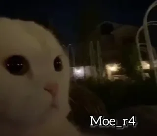 Video sticker 🤍 CATS_CCT KAITO.X2/ @KAITO2X