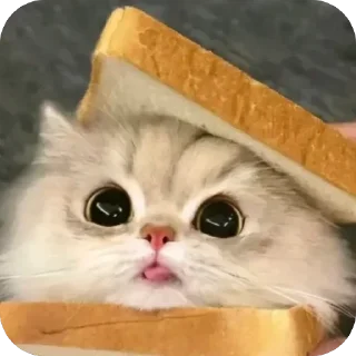 Телеграм стикер 🐱 CATS_CCT KAITO.X2/ @KAITO2X