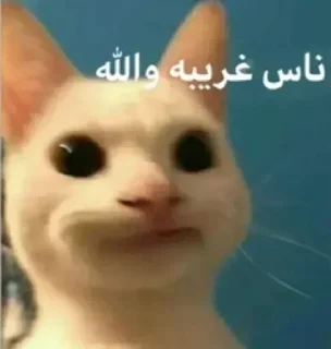 Video sticker 😑 ges