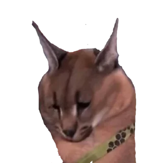 Video sticker 😞 BigFloppa