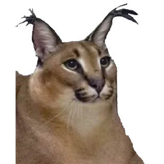 Telegram sticker 🙄 BigFloppa