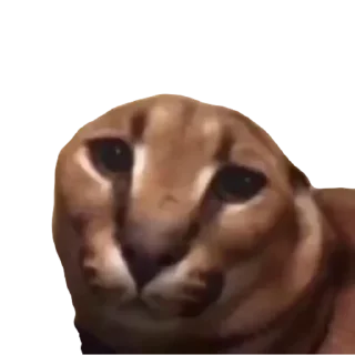 Video sticker 🙁 BigFloppa