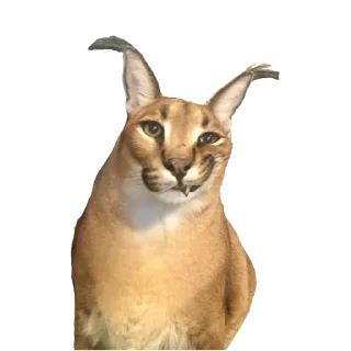 Telegram sticker 😏 BigFloppa