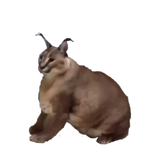 Video sticker 🙂 BigFloppa