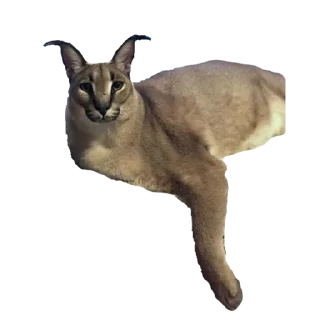 Sticker 😐 BigFloppa