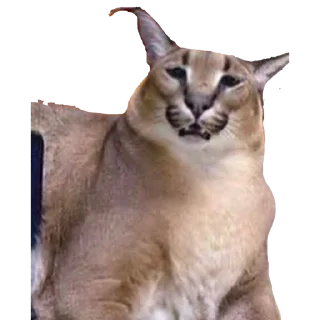 Telegram sticker 😫 BigFloppa