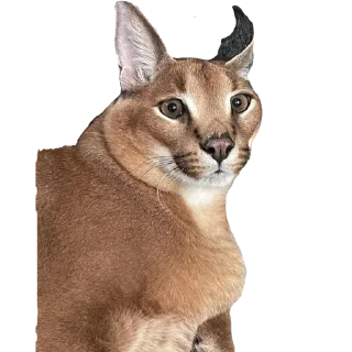 Telegram sticker 😳 BigFloppa