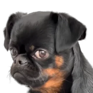 Video sticker 🐶 GAURAM Sticker • @sticbot