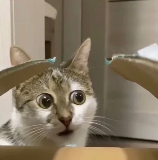 Telegram sticker 🌟 ри :: @fStikBot