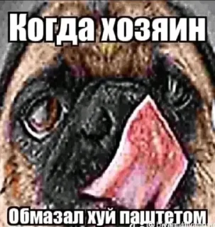 Sticker 🌟 Когда хозяин обмазал хуй паште :: @fStikBot