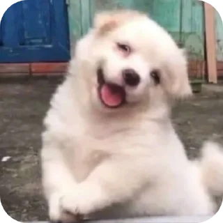 Video sticker 😀 Fig do thii