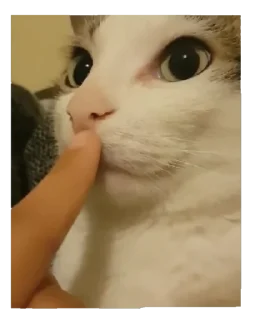 Video sticker 🤫 EdMishis