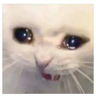 Video sticker 😫 EdMishis