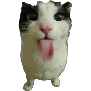 Telegram sticker 😛 Erm