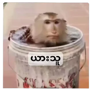 Video sticker 🌟 လိုးလိုးအောင်ရဲ့ မျောက်စပက်တုန်