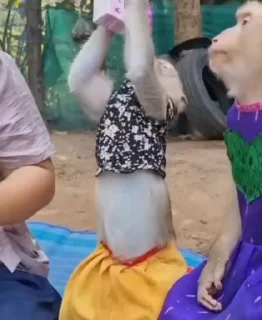 Video sticker 🌟 လိုးလိုးအောင်ရဲ့ မျောက်စပက်တုန်