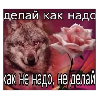 Telegram sticker 🐺 Больше стиков тут: @stikery4
