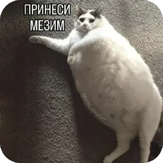 Sticker 🐱 Больше стикеров тут: @stikery_emodzi_memy