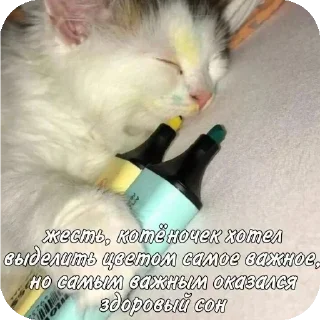 Telegram sticker 🐱 Больше стикеров тут: @stikery_emodzi_memy