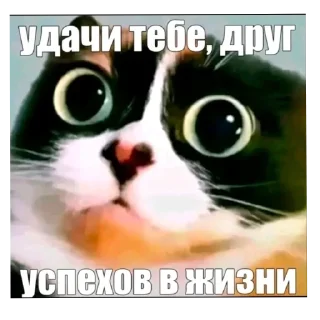 Video sticker 🐱 Кукi из Тихого Омута [@TihiyOmat]