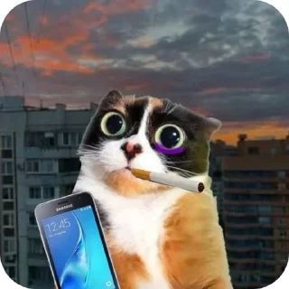 Телеграм стикер 🐱 Кукi из Тихого Омута [@TihiyOmat]