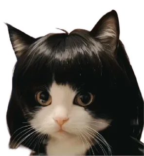 Telegram sticker 😐 Fran'sCat 😾: @fStikBot