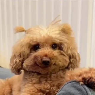Video sticker 🤩 Больше стикеров тут: @stikery_emodzi_memy