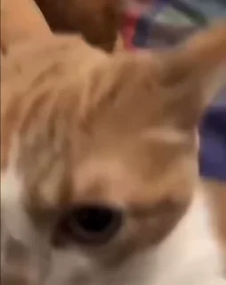 Video sticker 🌟 котеке :: @fStikBot