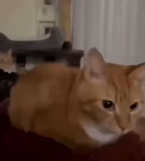 Video sticker 🌟 котеке :: @fStikBot