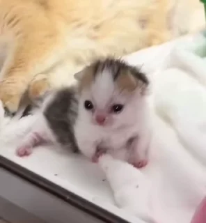 Video sticker 🌟 котеке :: @fStikBot