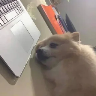 Telegram sticker 🥱 🌻🌻