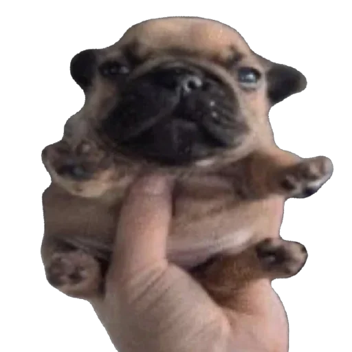 Telegram sticker 😭 @DegradeMeIntoPieces  ناراگوه