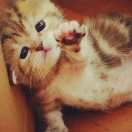 Telegram sticker 😿 @DegradeMeIntoPieces  ناراگوه