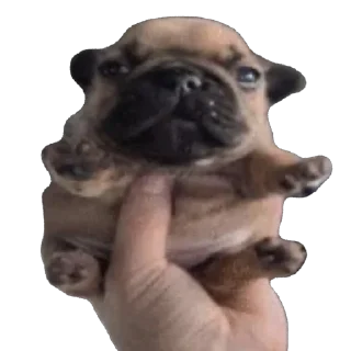 Video sticker 😭 @DegradeMeIntoPieces  ناراگوه