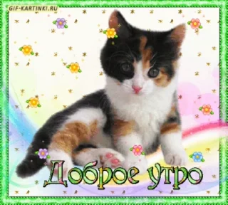 Video sticker ☀️ ❁❁❁ @LuckyStarnwn @TgEmodziBot