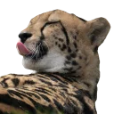 Video sticker 👅 King Cheetahs