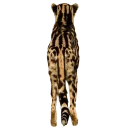 Telegram sticker 🔙 King Cheetahs