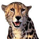 Sticker 😄 King Cheetahs