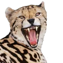 Telegram sticker 😠 King Cheetahs
