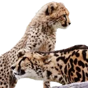 Telegram sticker 🖐 King Cheetahs