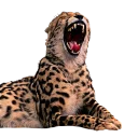 Telegram sticker 📣 King Cheetahs