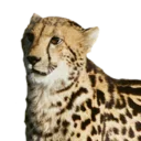 Video sticker 😳 King Cheetahs