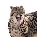 Telegram sticker 🤮 King Cheetahs