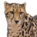 Telegram sticker 😒 King Cheetahs