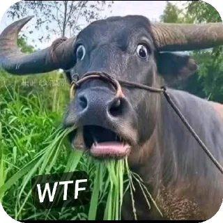 Video sticker 😦 mauj :: @fStikBot