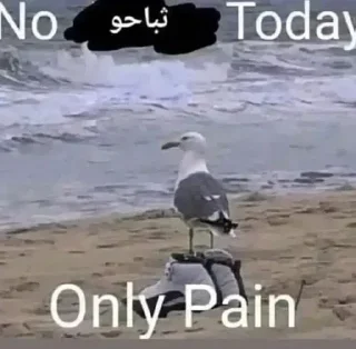 Telegram sticker ❗ @R4442 الله يخلق وانا ابتلي